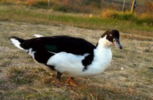 South Korea duck North Jeolla Province in the farm about Gochang County Avian influenza